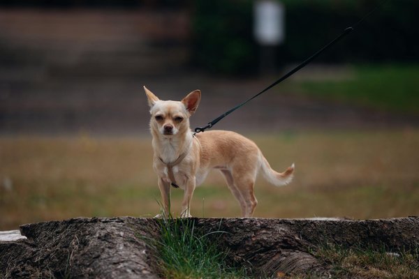 L'essentiel de votre pharmacie en ligne pour la santé quotidienne